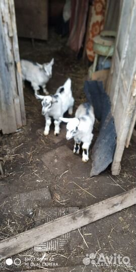 Козлятки