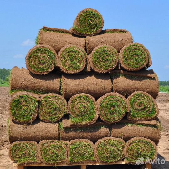 Рулонный газон, укладка рулонного газона