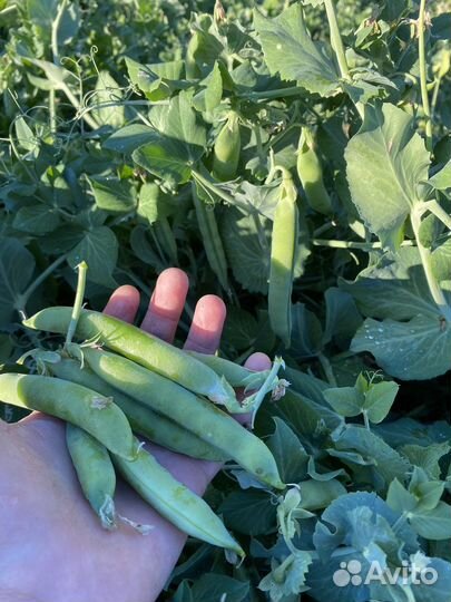 Горошек свежий