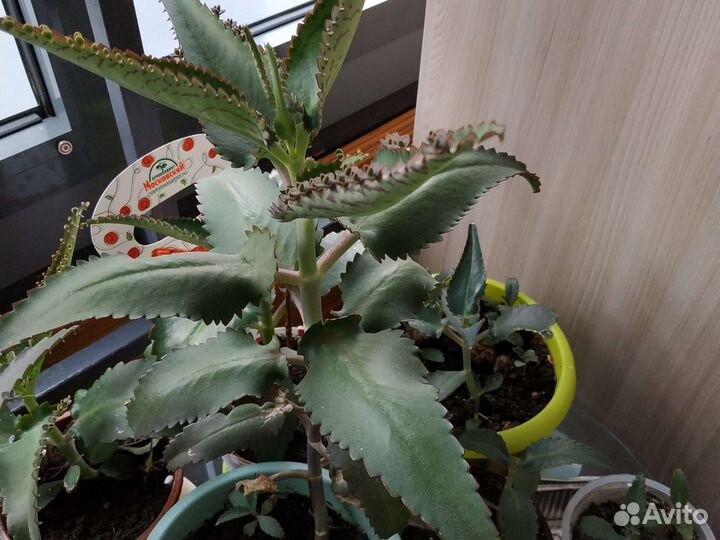 Каланхоэ лечебное