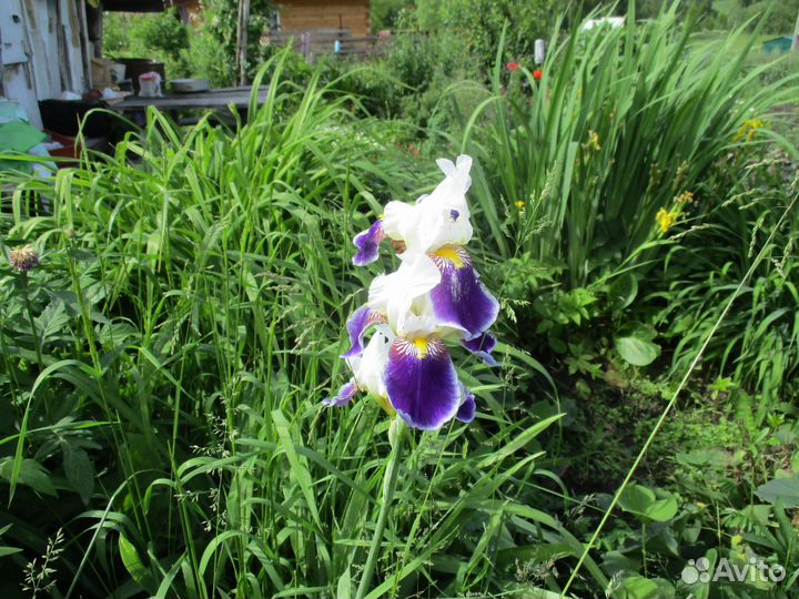 Продам многолетние растения для дачи