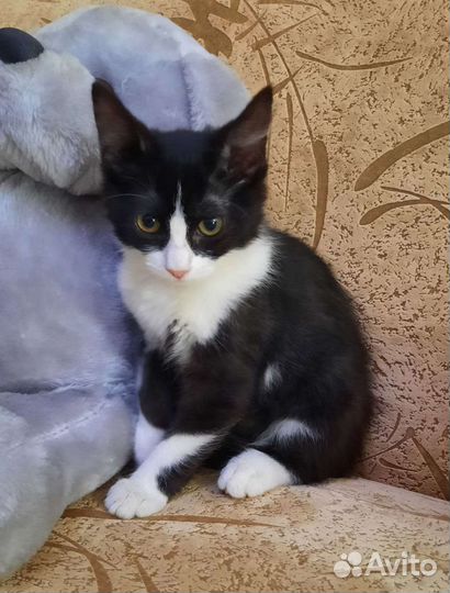 Котенок, кошка