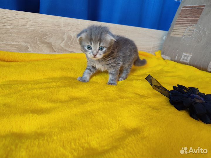 Шотландские котята