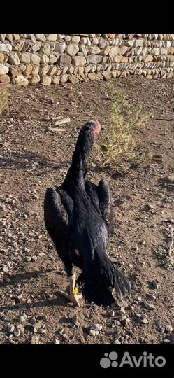 Бойцовые куры