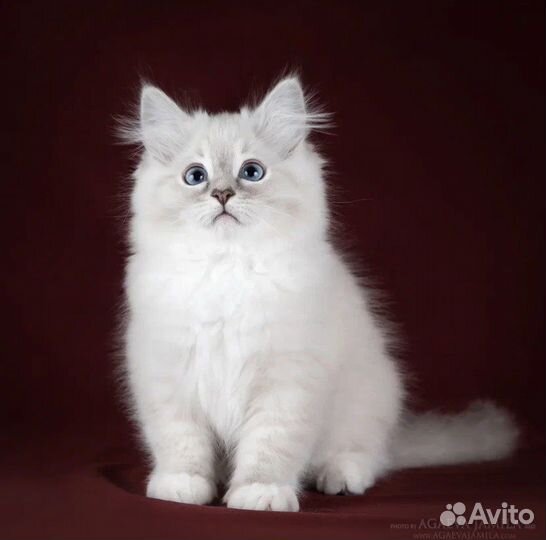 Рэгдолл Десктер