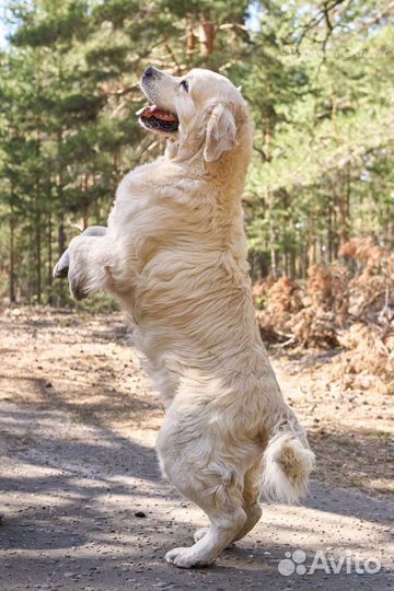 Семейная фотосессия, выпускной