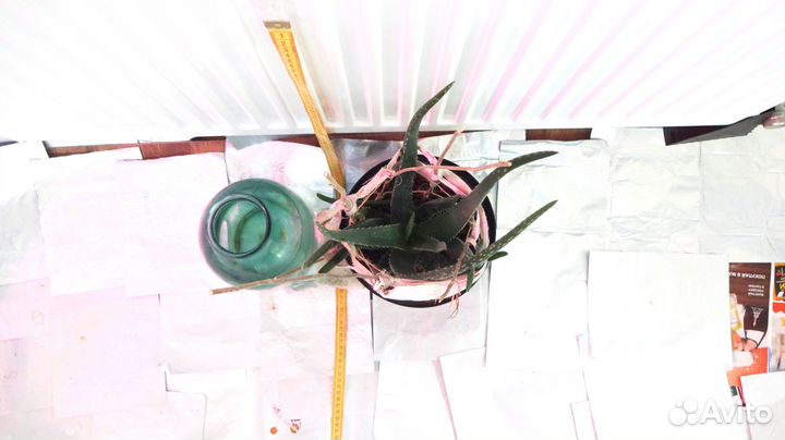 Алоэ Вера 4 года