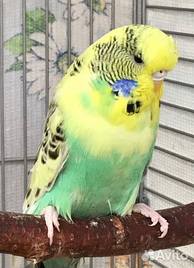 Выставочный волнистый попугай