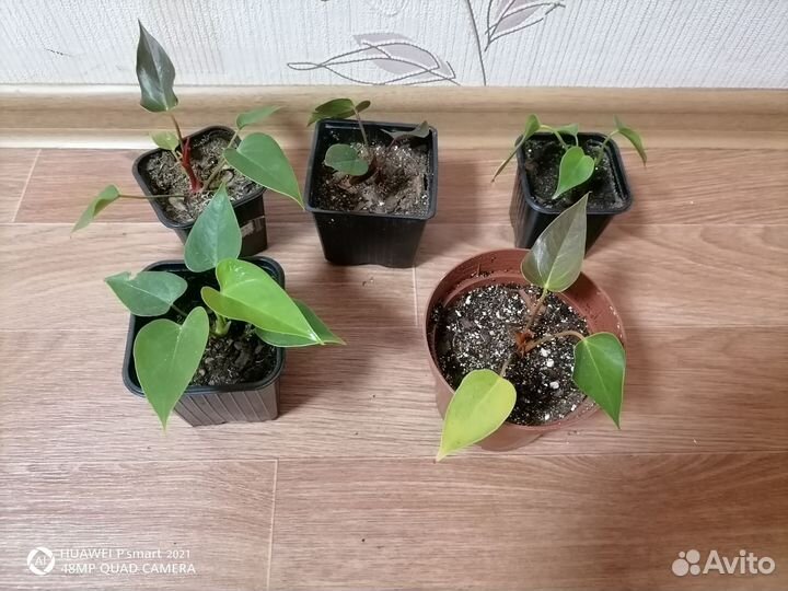 Комнатные цветы