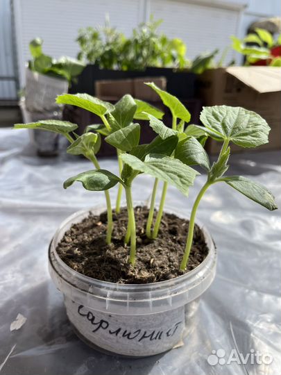 Рассада огурцов Гармонист F1