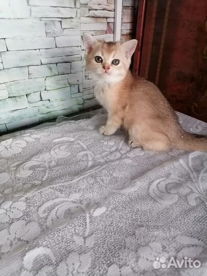 Золотая шиншилла