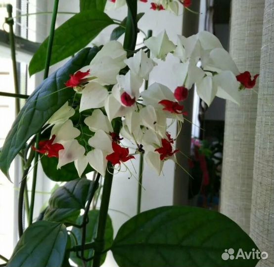 Клеродендрум Томпсона