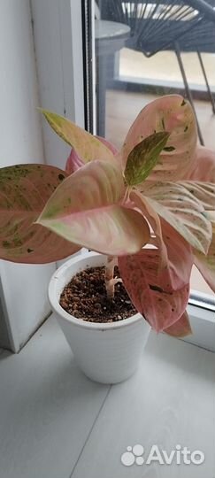 Аглаонема пинк эмеральд