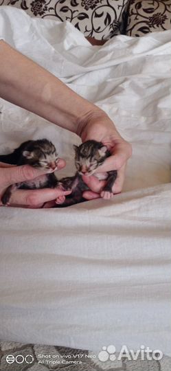 Котята от кошки крысоловки