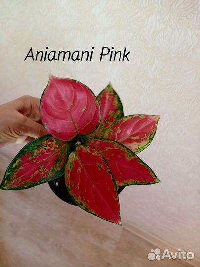 Сортовые аглаонемы