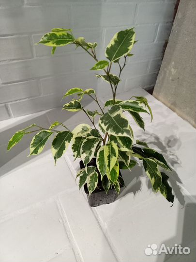 Фикус бенджамина разные сорта