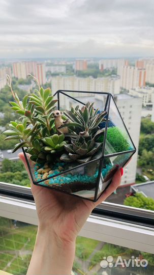 Флорариум суккуленты