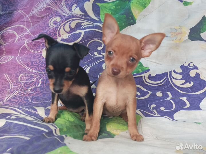 Той-терьер щенки