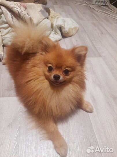 Померанский шпиц