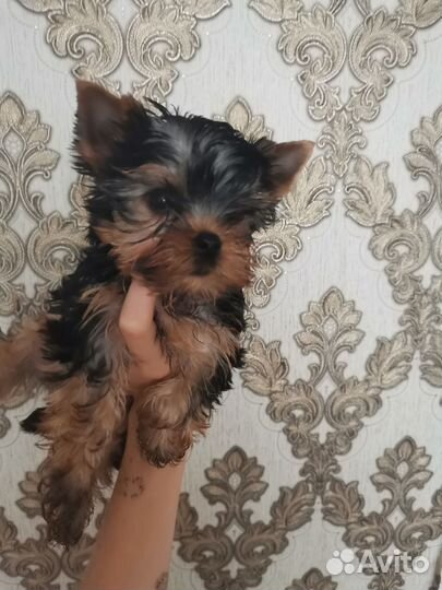 Йоркширский терьер мини