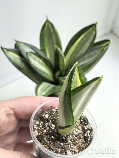 Сансевиерии сортовые