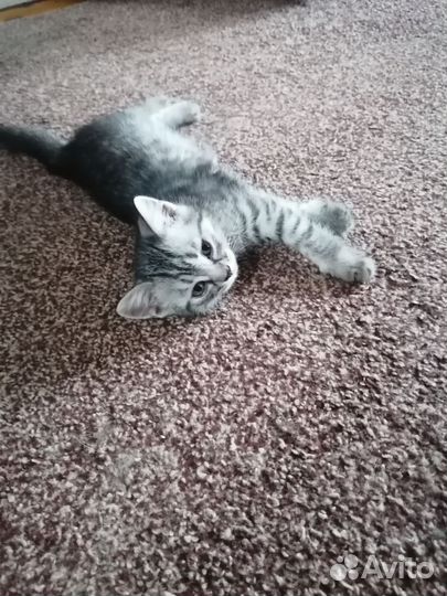 Отдам котят