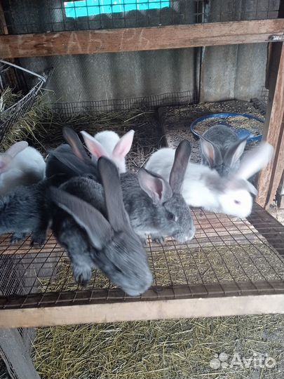 Продажа кроликов