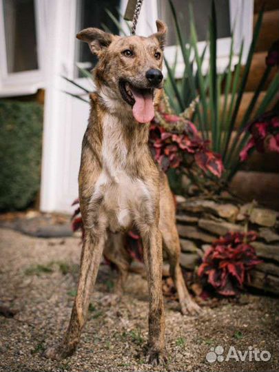 Собака в добрые руки отдам бесплатно