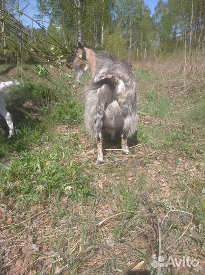 Продаю коз