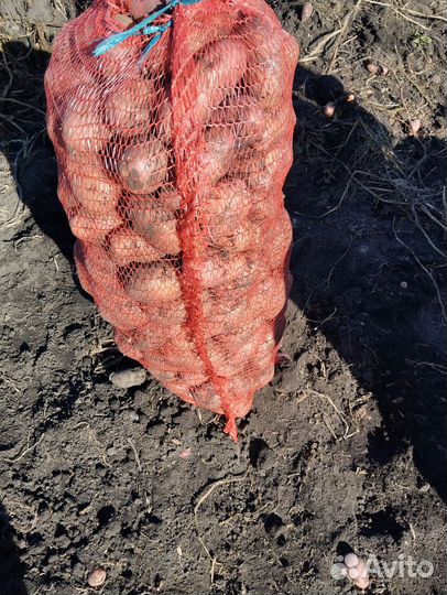 Продам картофель