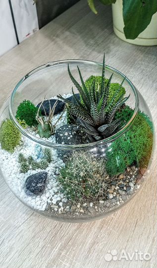 Флорариум суккуленты