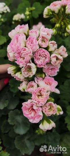 Пеларгонии сортовые