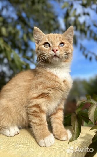 Рыжий котенок мальчик