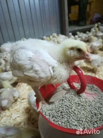 Цыплята, индюшка, утята, гусята