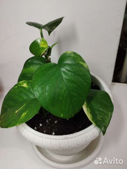 Эпипремнум хеппи лиф, филодендрон