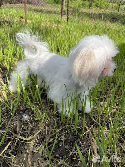 Мальтезе,мальтийская болонка