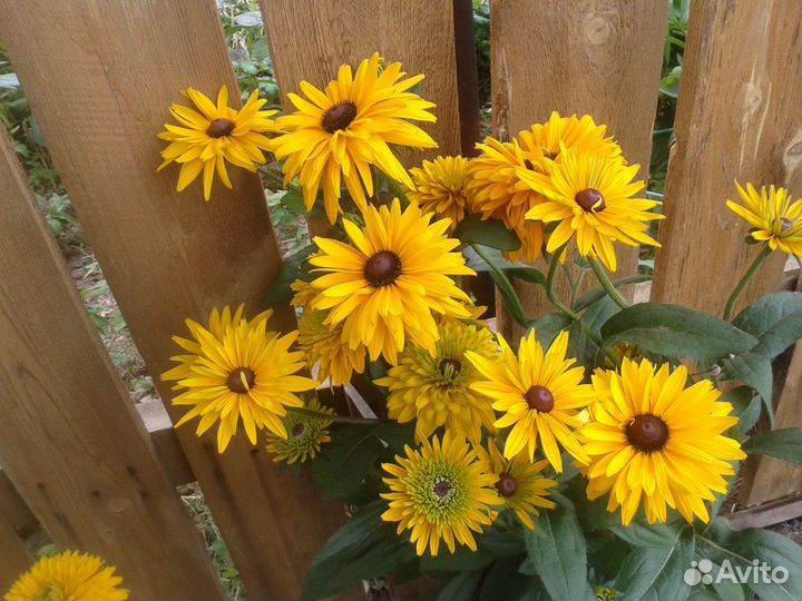 Астильба Садовые цветы