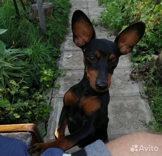 Щенки цвергпинчера