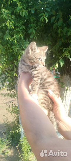 Котенок