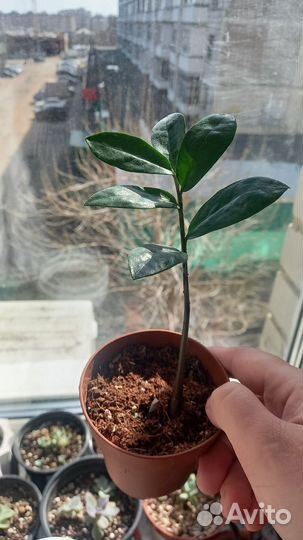 Замиокулькас, Замиокулькас черный равен