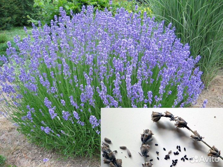 Семена Мирабилиса (есть рассада), Люпина, др. цв