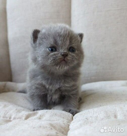 Британские котята