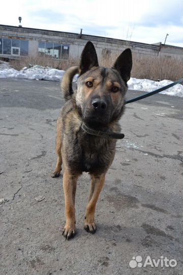 Рэм ищет дом