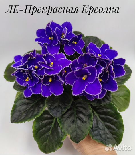 Сортовые фиалки