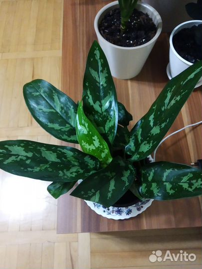 Аглаонема Мария