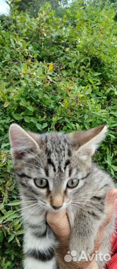 Котенок добрые руки