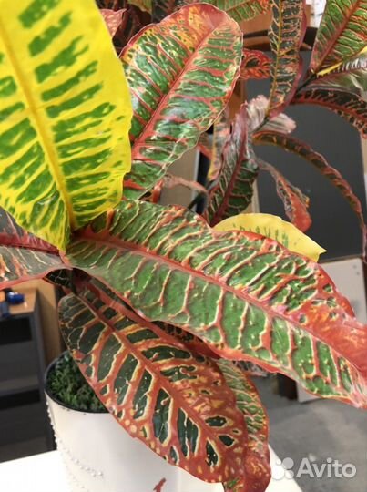 Искусственные растения для декора