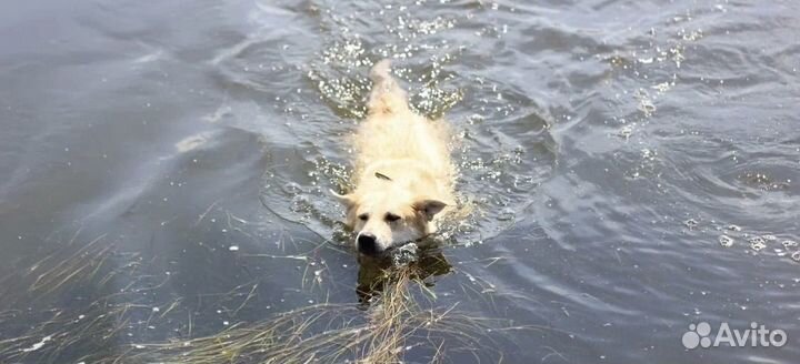 Добрая собака