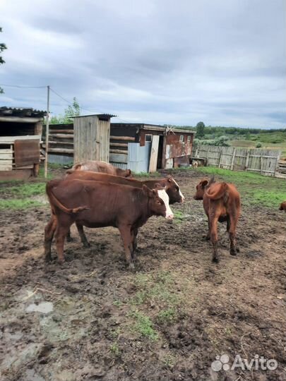 Бычки и телята
