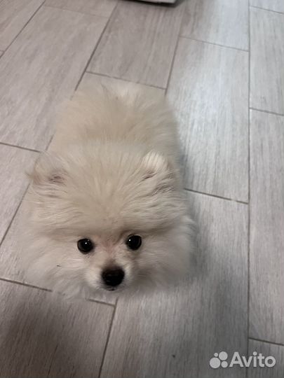 Померанский шпиц мини щенок